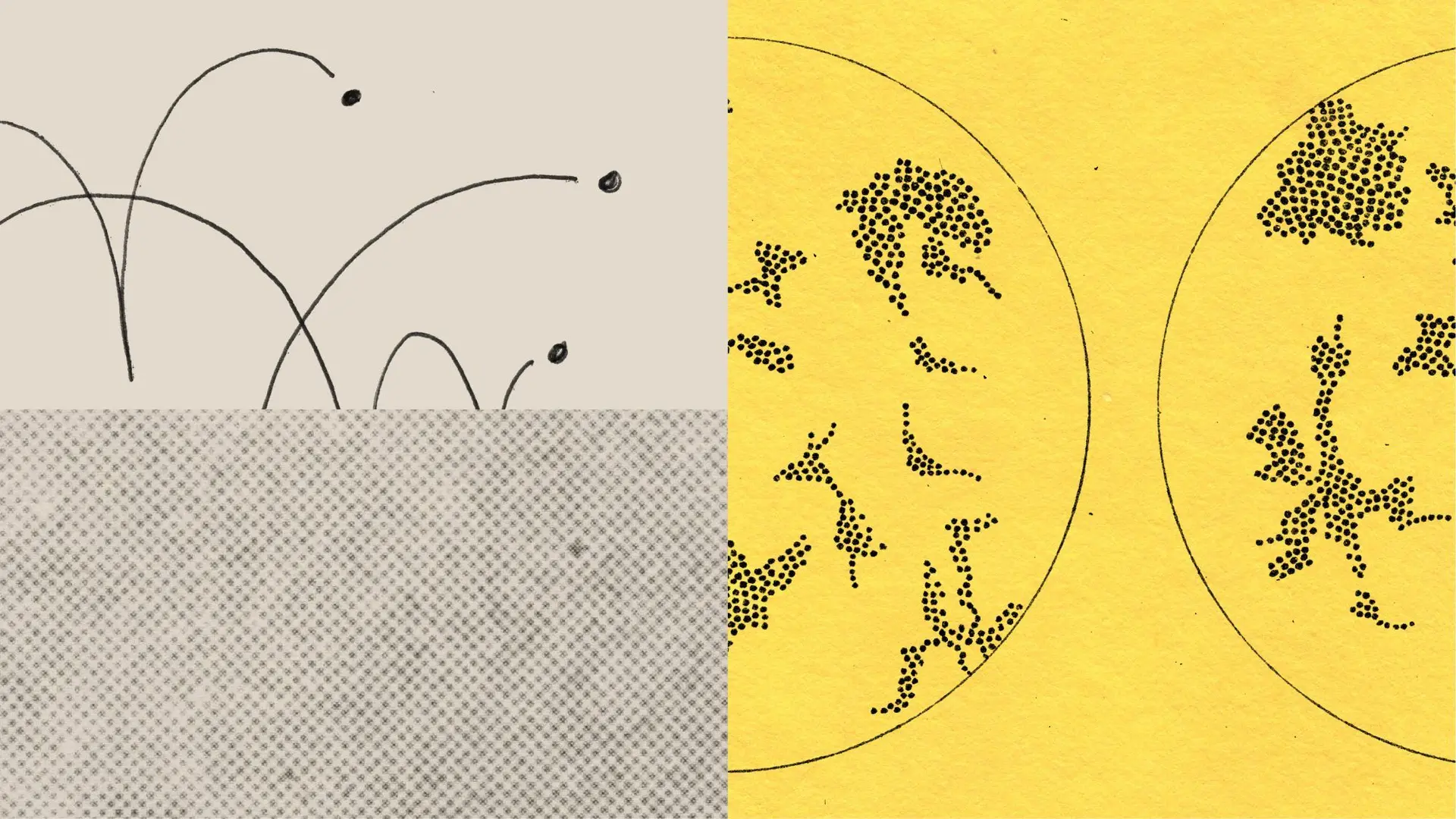 Split illustration showing bacterial growth: left side depicts curved lines emerging from a checkered petri dish, right side shows two circular petri dishes filled with black oval bacteria on yellow background