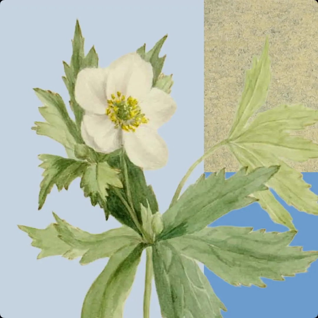 Collage featuring a white flower with green leaves, textured backgrounds in beige and blue, and marbled patterns in cream and navy