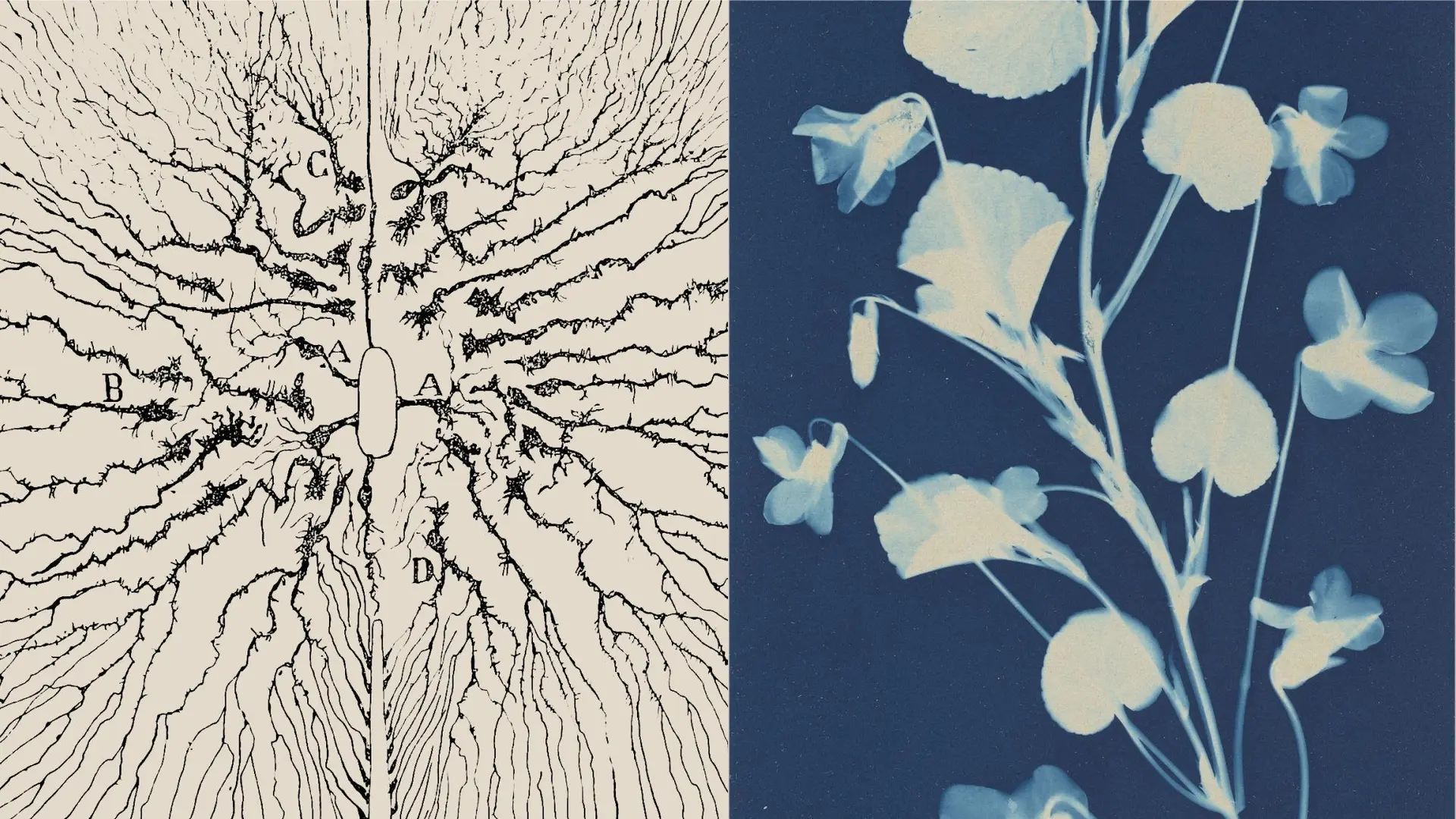 Left: botanical illustration of a bare tree with branching root system labeled A, B, C, D. Right: cyanotype of delicate flowering plant with white and blue blossoms on dark blue background