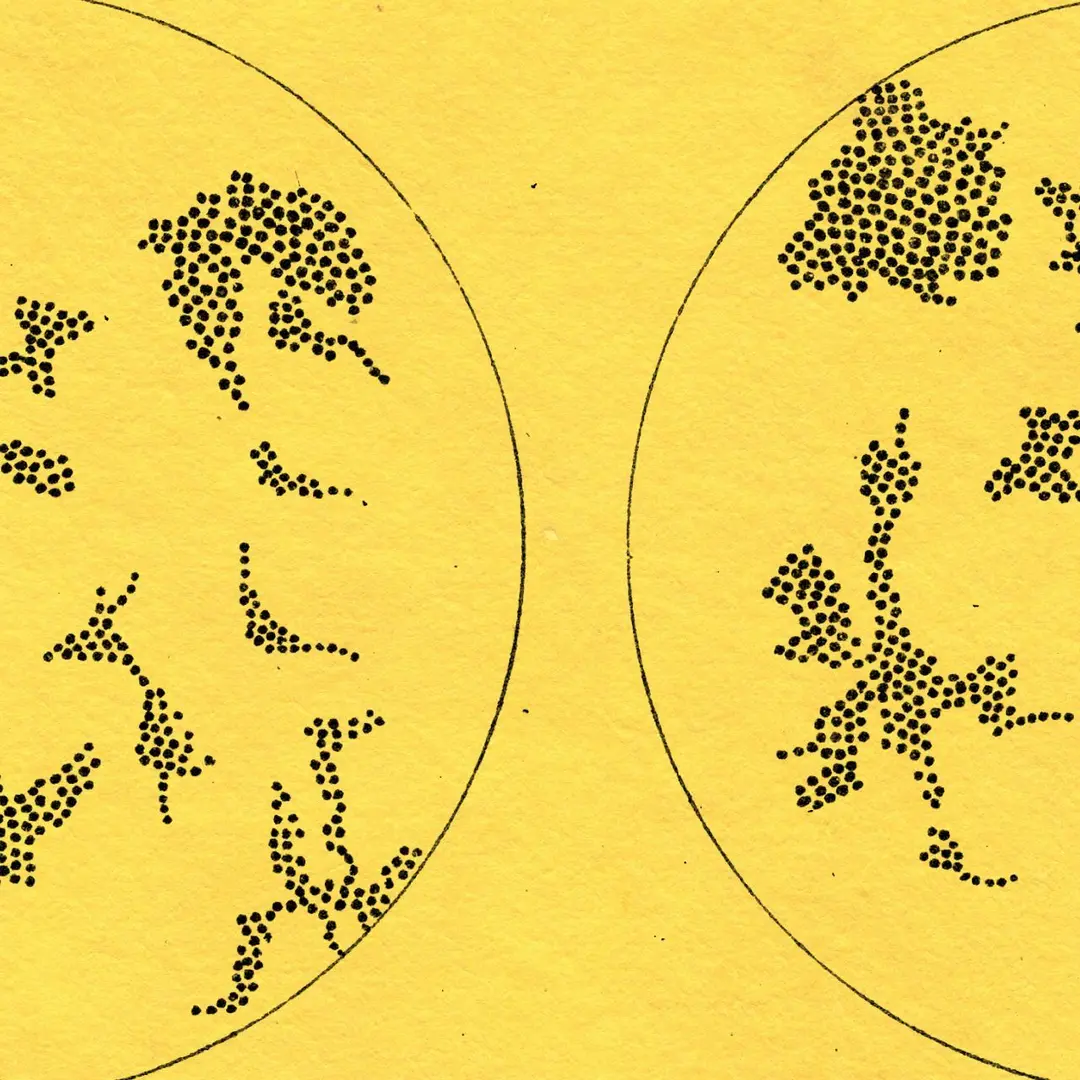 Two circular petri dishes filled with black oval bacteria on yellow background.