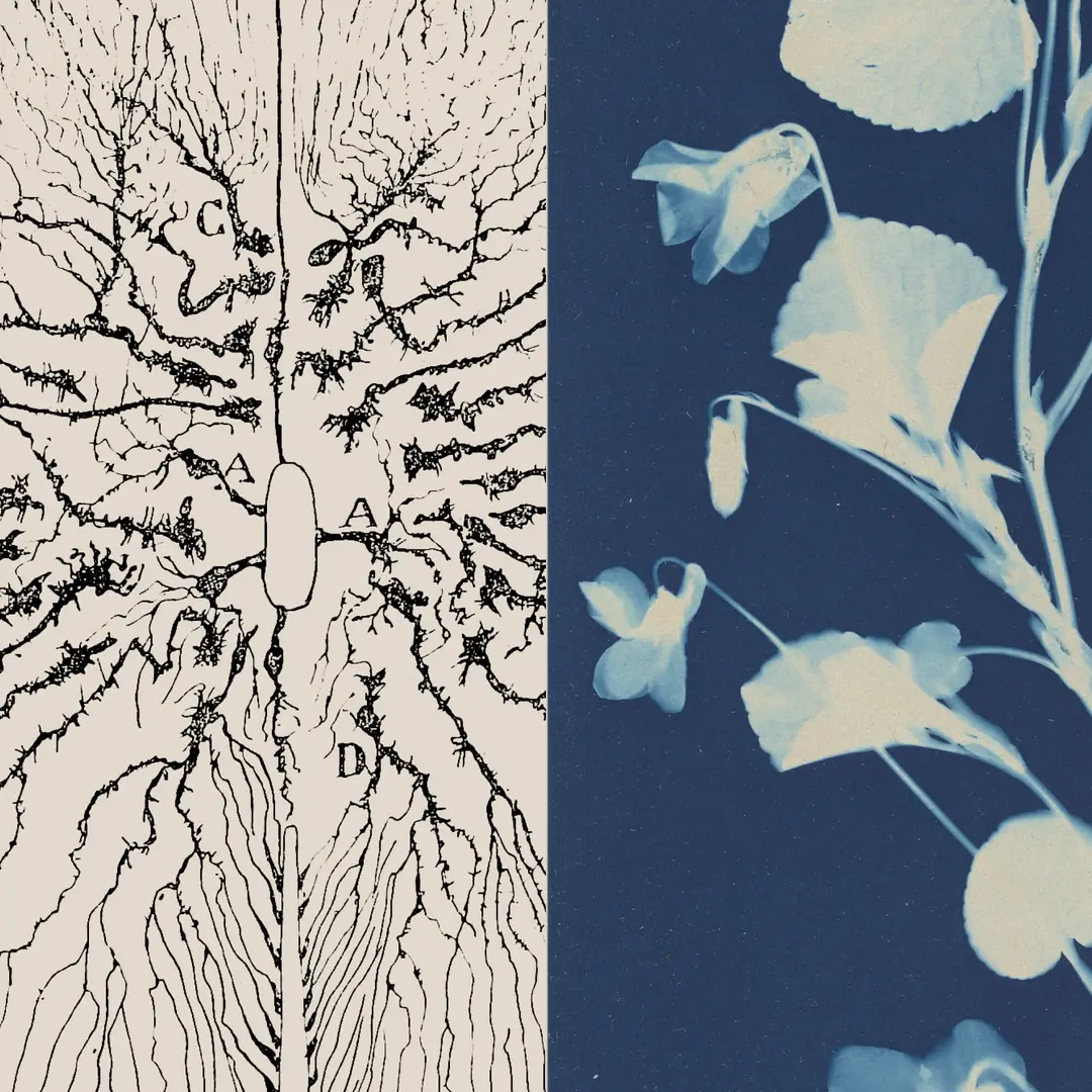 Left: botanical illustration of a bare tree with branching root system labeled A, B, C, D. Right: cyanotype of delicate flowering plant with white and blue blossoms on dark blue background